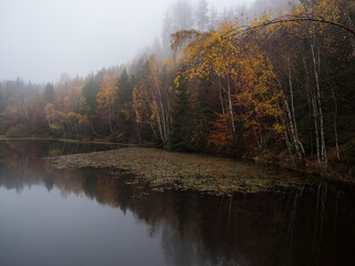 Fototapeta premium Forest lake, pond with autumn colorful birch, beech and spruce trees and water lily. Partialy covered by thick fog. Moody dark landscape at Luzicke hory Lusatian Mountains, Czech Republic.