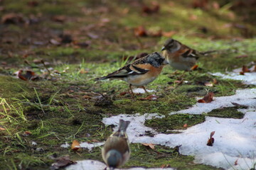 a finch sits on the ground