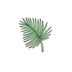 Vector hand drawn doodle sketch green palm leaf isolated on white background