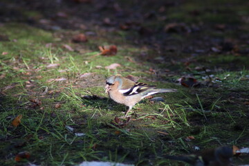 a finch sits on the ground