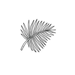Vector hand drawn doodle sketch palm leaf isolated on white background