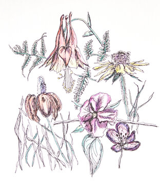 Garden Flowers Drawing In Pen And Ink And Colored Pencil