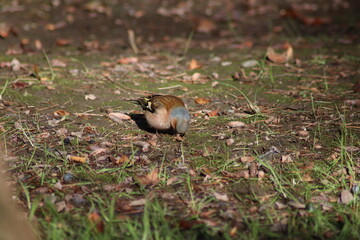 sparrow on the grass