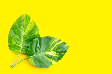 Golden pothos or devil's ivy leaves on yellow background.