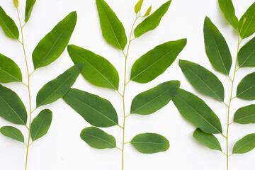 Eucalyptus leaves on white background.