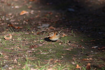 squirrel in the grass