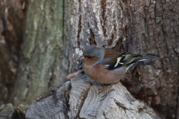spotted woodpecker