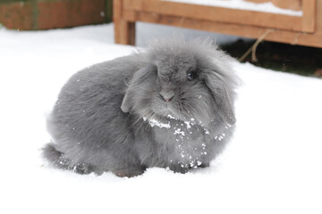 rabbit in a snow