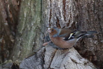 red headed woodpecker