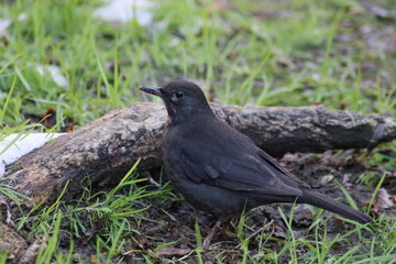 blackbird on the grass