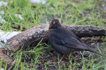 blackbird in the grass