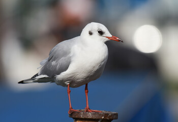 Seagull standing on a iron