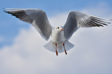 Seagull flying with open wings