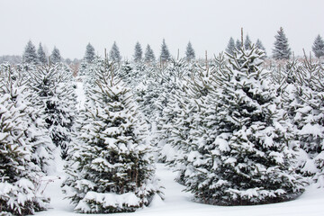Rows of Wisconsin Christmas trees covered with snow not cut, just before Chrstmas