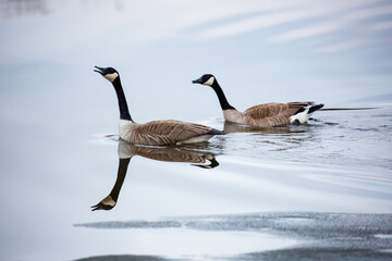 Two canadian geese (Branta canadensis) swimming in a Wisconsin lake that is partially frozen