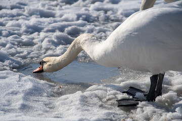 Mute swans on a frozen lake. Hungry birds in winter. Feeding swans at the ice hole. Bird drinking water.