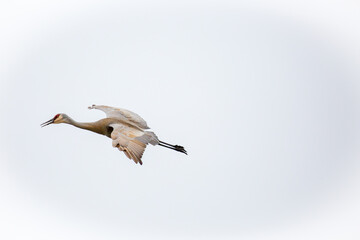 Sandhill crane (Grus canadensis) flying in Wausau, Wisconsin with a white background