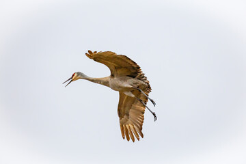 Sandhill crane (Grus canadensis) flying in Wausau, Wisconsin with a white background