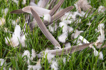 Focus on a single gray feather among a bunch of smaller white feathers left behind in a predator...
