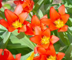 Opened red tulips on a background of grass