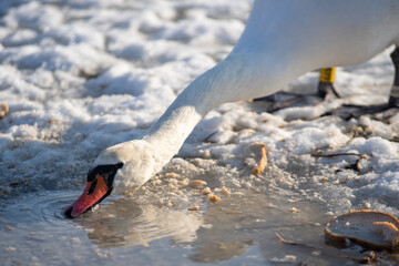Mute swans on a frozen lake. Hungry birds in winter. Feeding swans at the ice hole. Bird drinking...