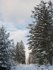 Snowy road in winter forest with snow covered spruce trees Brdy Mountains, Hills in central Czech Republic, sunny day