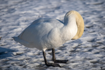 Swan cleaning feathers. Mute swan on a frozen lake.