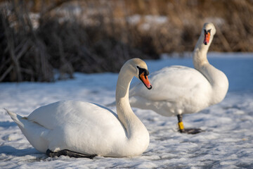 Mute swans on a frozen lake. Birds in winter, snow and ice