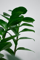 A sprigs of zamiokulkas. The concept of minimalism