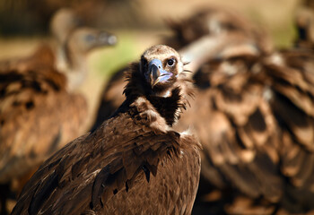 a huge black vulture in spain