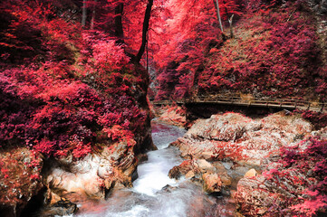 Mystic fantasy pink forest. Beautiful pink infrared forest landscape