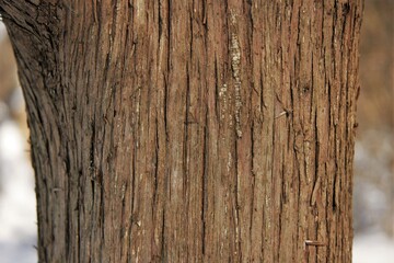 tree bark texture on a sunny day