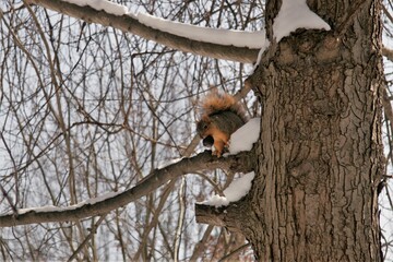 squirrel on a tree with a nut in its mouth
