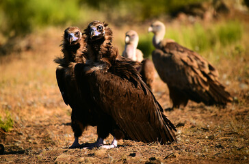 a huge black vulture in spain