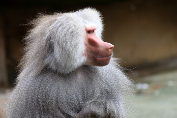 Babouin hamadryas Papia hamadryas en gros plan