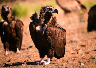 a huge black vulture in spain