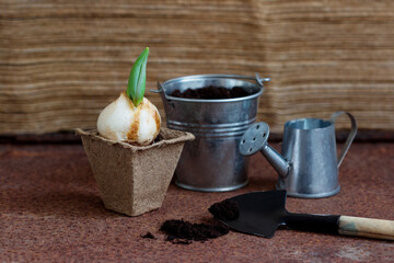 Gardening, planting concept -  planting tulip and hyacinth bulbs into  pots.
