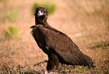 a huge black vulture in spain