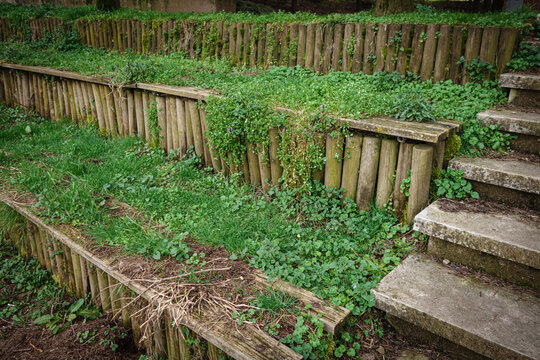 Coltivazioni a terrazza di piantine verdi