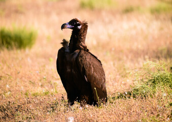 a huge black vulture in spain