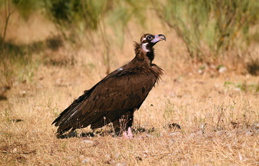 a huge black vulture in spain