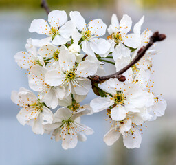 Cherry, Japan quince;Magone Holm, spring;flowering;garden;day;light;close-up;