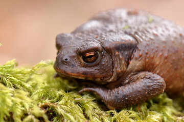Crapaud commun Bufo bufo au sortir de sa diapause hivernale