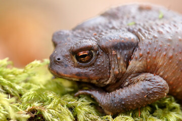 Crapaud commun Bufo bufo au sortir de sa diapause hivernale