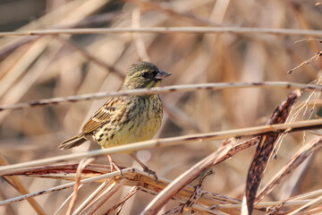 草の茎にとまるアオジ