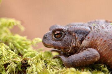 Crapaud commun Bufo bufo au sortir de sa diapause hivernale