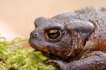 Crapaud commun Bufo bufo au sortir de sa diapause hivernale