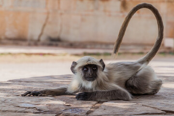 Langur monkey at Chittor Fort in Chittorgarh, Rajasthan state, India