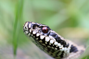 Vipère péliade Vipera berus en gros plan mode portrait