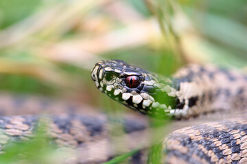 Vipère péliade Vipera berus en gros plan mode portrait